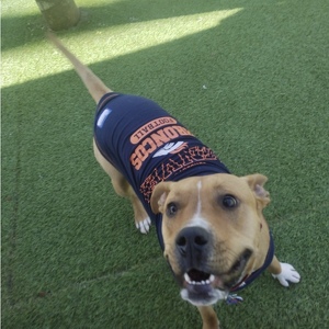 Fundraising Page: Team Seis and Piper the Pretty Pittie